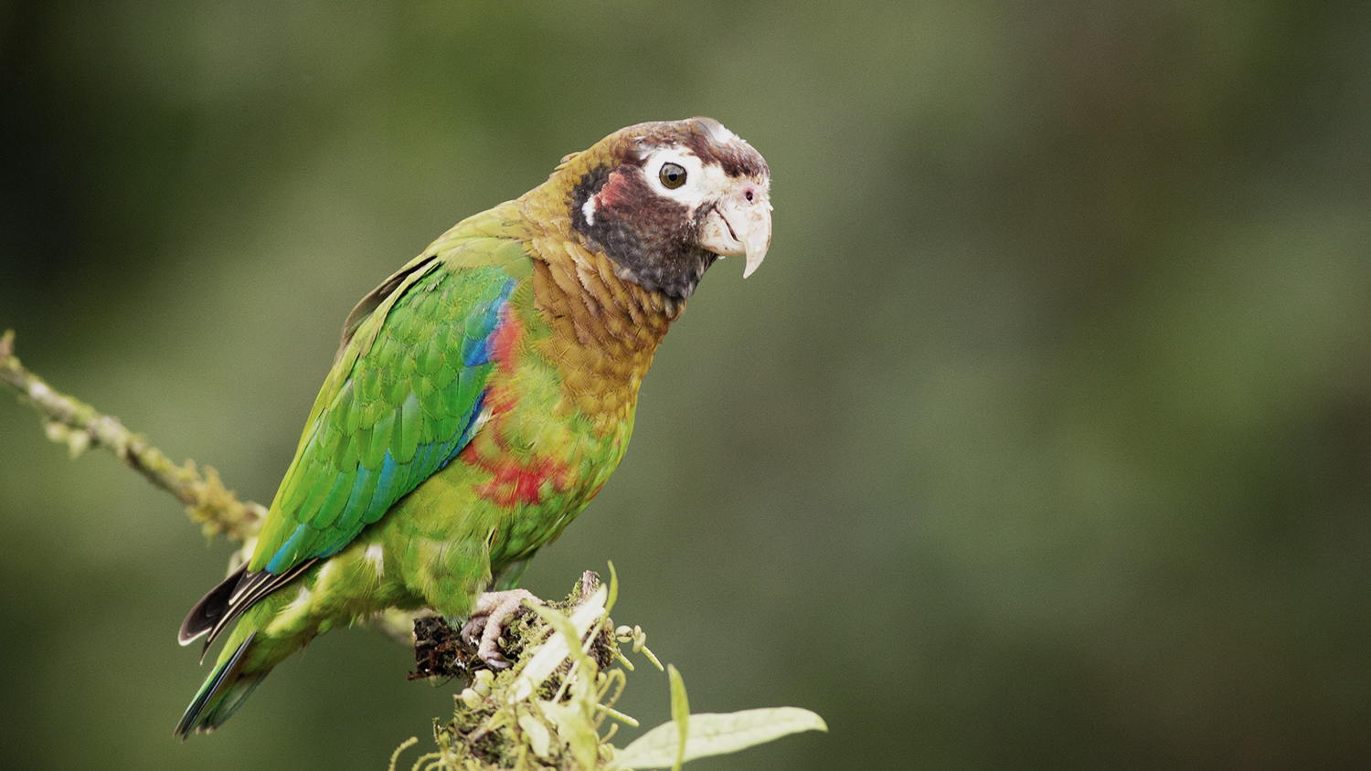 Brown-hooded Parrot